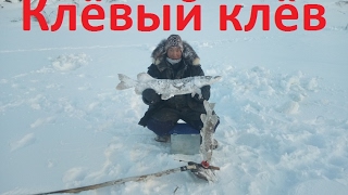 Russia выезд на рыбалку от 11.02.2017 Yakutia