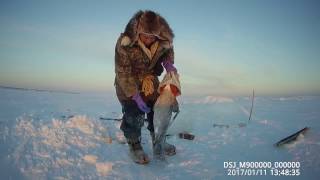 Fishing Ловим монстров Севера Налим на перемет Yakutia