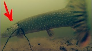 Большая ЩУКА Схватила ЖИВЦА! Рыбалка Осень 2017 | Подводная съемка