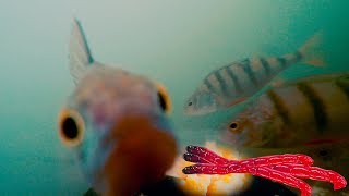 Реакция рыбы на ПШЁННУЮ КАШУ и МОТЫЛЯ! Подводная съемка!