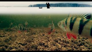 Реальные Поклевки Окуня Зимой на Балансир | Зимняя рыбалка 2017