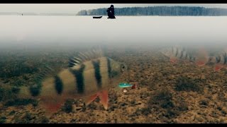 Ловля Окуня Зимой на Балансир | Зимняя рыбалка 2017