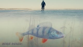 Зимняя рыбалка Поклевка окуня на жерлицу