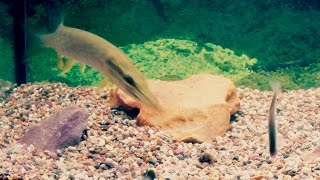 Атака Щуки, Подводные съемки в аквариуме