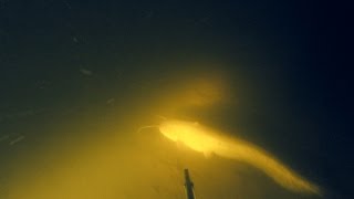 Подводная Охота #40, Сомик на Глубине