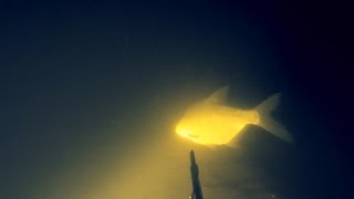 Подводная Охота #37 Москва