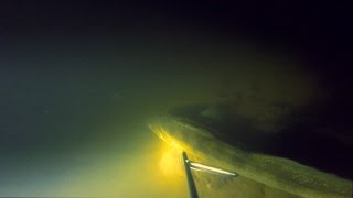Подводная Охота #36 в Подмосковье 2015 Судак и Карп