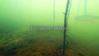 Голавль Зимой, Подводное Видео