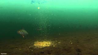 Подводные съемки подо льдом, Прикормка и рыба