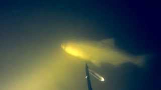 Подводная охота #28 на Толстолобика в Подмосковье