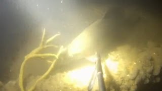 Подводная охота ночью #12