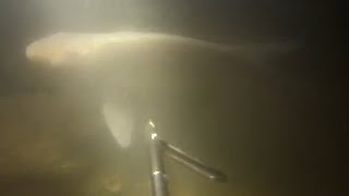 Подводная охота #10 подмосковье ночь