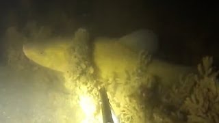 Подводная охота #5 ночь
