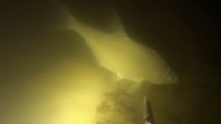 Подводная охота #4 ночью