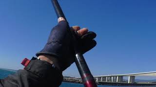 浜名湖今切口、真冬の下げ止まり前後の黒鯛釣り。上げに変わると厳しい、、