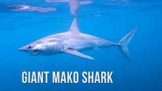 One Hour Battle with a Giant Mako Shark and Crazy Tuna Fishing Action - 4K