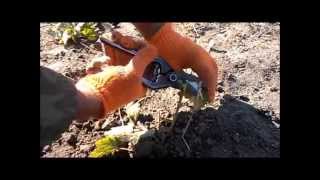 Как посадить черную смородину.How to plant black currants
