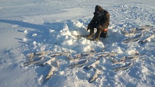Ловим горбачей в глухозимье! Якутия Yakutia