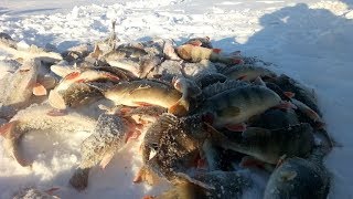 Рыбачим на протоке, ловим окуня! Якутия Yakutia