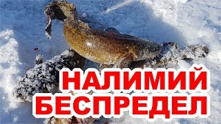 Ловля крупного налима на Байкале + подводное видео