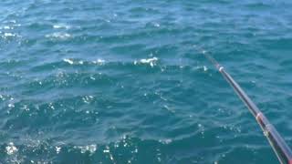 真冬の浜名湖今切口の黒鯛釣りでウミタナゴがなぜか大漁になったの巻