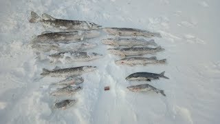 Весенняя рыбалка на щук! Якутия Yakutia