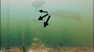 ЩУКА И БАНКА С РЫБКАМИ весной | Подводная съемка | Рыбалка 2018