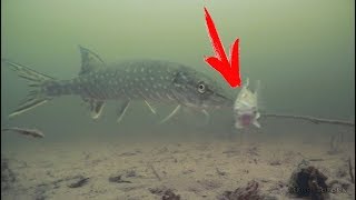 Резкая АТАКА ЩУКИ на КАРАСЯ Подводное видео Рыбалка 2018