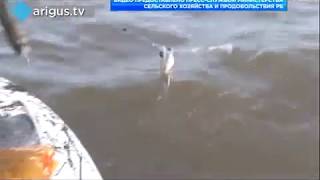 В Бурятии сотрудники рыбоохраны очищали водоемы от сетей