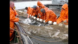 Илья Шестаков: Вылов лосося в этом году значительно перекрыл самые оптимистичные прогнозы ученых