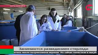 В Ханты Мансийске забранную у стерляди икру поместили в инкубатор