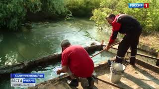 Больше миллиона мальков стерляди выпустили в открытые водоемы Кубани