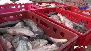 Как в Дагестане проходит сезон добычи промысловой рыбы