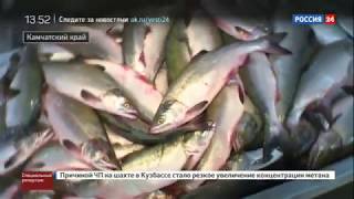 Рыбный запас  Специальный репортаж Артема Кола