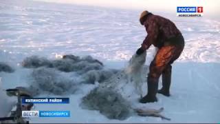 На озере Яркуль в Купинском районе устроили облаву на браконьеров