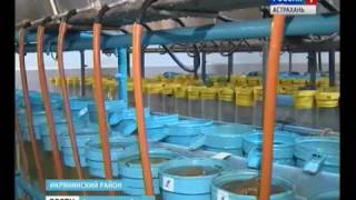 Астраханские рыбоводы восполняют численность белорыбицы в естественных водоёмах