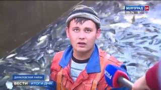 Рыбоводческие хозяйства Волгоградской области начали сезонный отлов рыбы