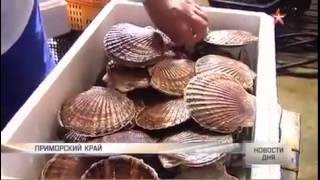 Морские фермеры «сажают» устриц в Японском море