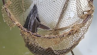 В Адыгее вновь заработал осетрово рыборазводный центр