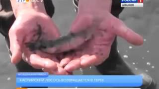 70 тысяч мальков Каспийского лосося выпустили в Терек