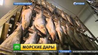 На Камчатке набирает обороты промышленное производство рыбы