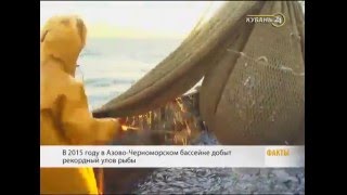 В Азово Черноморском бассейне зафиксировали рекордный улов рыбы