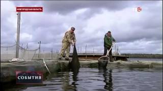 В Новгородской области научились разводить сибирского осетра