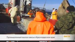 В Черном море начался пик лова европейского анчоуса