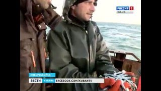 В Черном море   пик лова хамсы