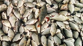 В следующем году в Белгородской области планируют произвести более 6 тыс  тонн рыбы