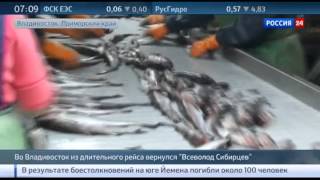 Гигантский плавучий рыбозавод Всеволод Сибирцев вернулся с промысла