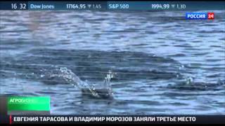 Агробизнес: Перспективы выращивания рыбы в России. Каково состояние рыбоводной отрасли?