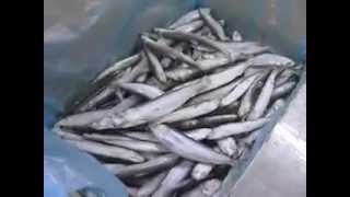 Калининградские рыбаки подвели итоги 2014 года