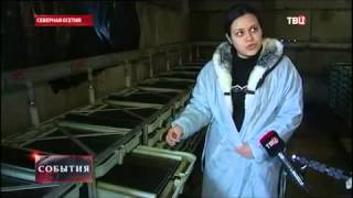 В Северной Осетии наращивают производство местной форели